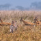 Serengeti NP, a successful hunt